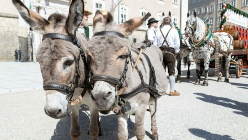 Die Schnalzergruppe aus Abtenau störte die beiden Esel Freddy und Lucky keineswegs (Bild: Berger Susi)