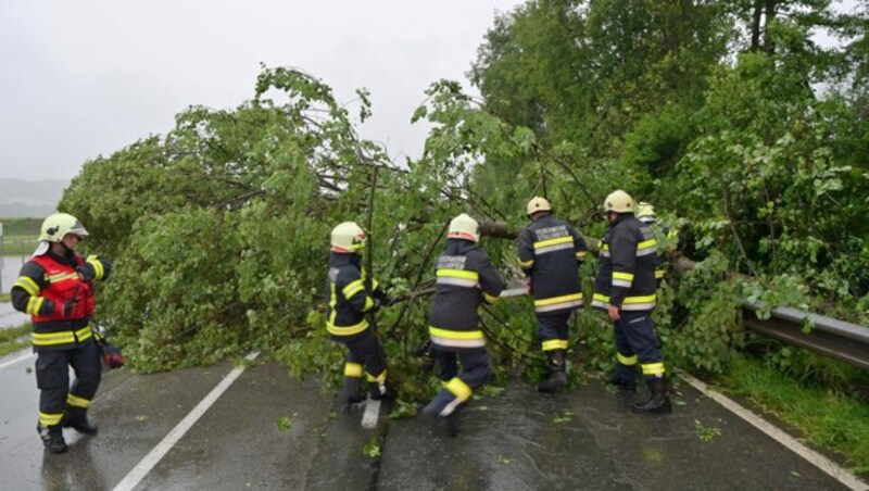 Sturmschäden und Überflutungen im Bezirk Braunau, Die Feuerwehr räumt gekappte Bäume weg (Bild: Manfred Fesl)