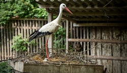 Über Kindersegen in der Eulen- und Greifvogelstation in Haringsee freut sich das Storchenpaar, das bei uns überwintert. (Bild: Georg Mayer)