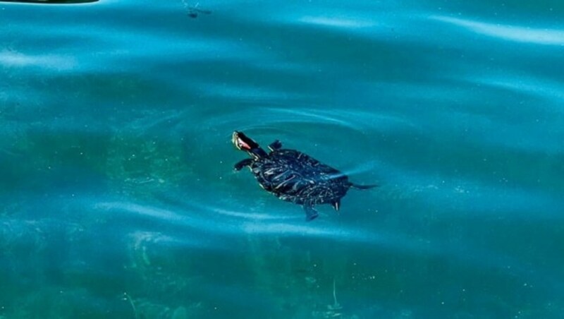 Diese Rotwangen Schmuckschildkröte wurde im Wörthersee entdeckt. (Bild: Velden Nah- und Fernreisen)