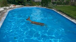 Das Tier hatte keine Möglichkeit, es alleine aus dem Pool zu schaffen. (Bild: Berufsfeuerwehr Klagenfurt)