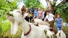 Tiere als „Wächter für das richtige Grün“ – eingeschleppte Pflanzen werden einfach weggefressen. (Bild: DORISSEEBACHER)