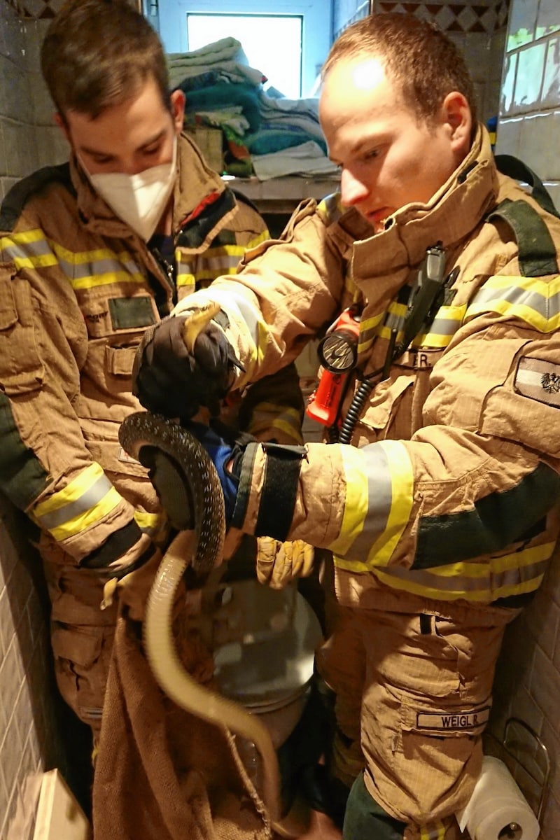 Tierische Einsätze mit Schlangen in der Hauptrolle werden auch für die Feuerwehrleute mehr und mehr zum Alltag. (Bild: Freiwillige Feuerwehr Breitenfur)