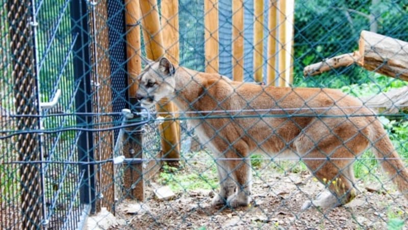 Puma-Dame „Missoula“ beobachtete den Neuankömmling mit großer Neugier. (Bild: Christian Jauschowetz)