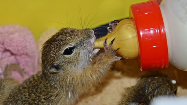 Ein herziges Zieselkind beim Füttern. (Bild: Tierheim Parndorf)