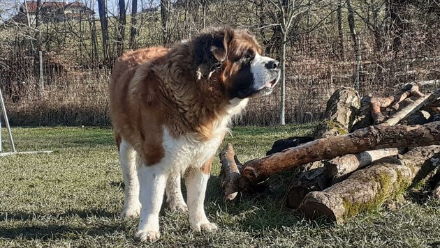 Große Hunde überfordern oft ihre Besitzer. (Bild: Pfotenhilfe)