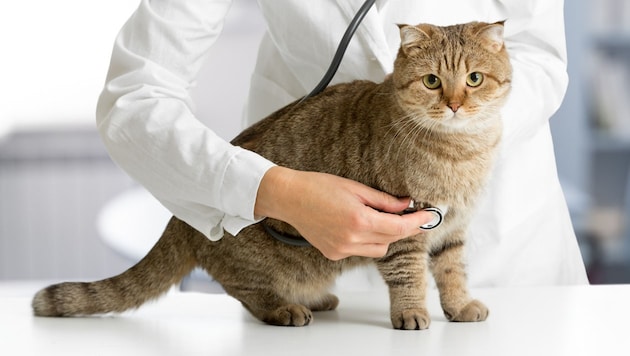 Bei der Behandlung nieste die positiv getestete Katze die Tierärztin an. (Bild: stock.adobe.com)