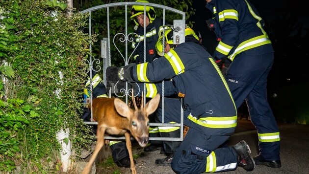 Der Rehbock steckte im Gartentor fest, (Bild: Kerschbaummayr Werner)