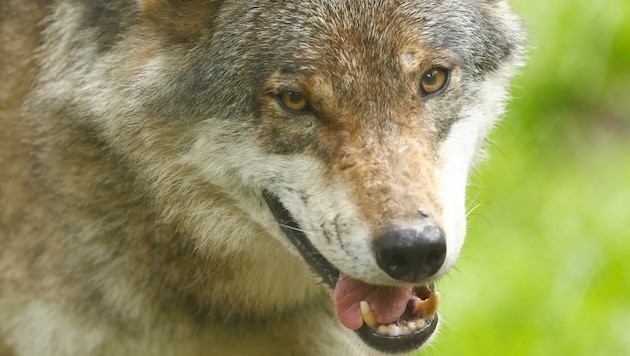 War das bei dem Unfall getötete Tier tatsächlich ein Wolf? (Bild: Gerhard Schiel)