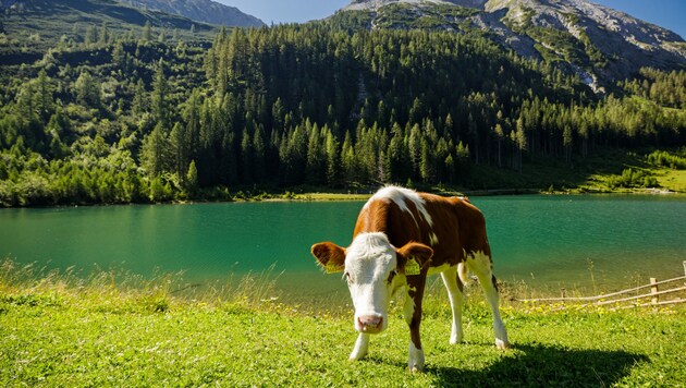 Ein Kalb galt tagelang als vermisst. (Bild: © SalzburgerLand Tourismus)