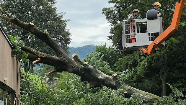 Dieser 20 Tonnen schwere Baum stürzte auf die Volksschule im Salzburger Stadtteil Parsch. (Bild: Markus Tschepp)