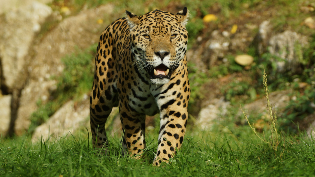 Jaguar Sir William im Zoo Salzburg (Bild: Zoo Salzburg)