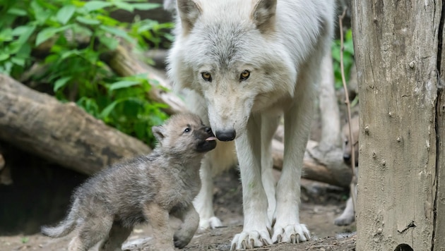 Tierschutzorganisationen warnen vor einem Wolfsabschuss (Bild: Daniel Zupanc)