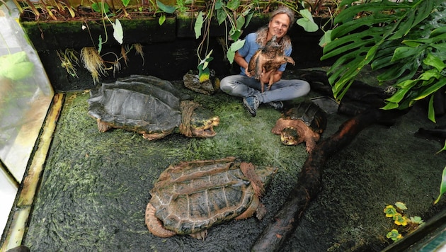 Der Herr der Schildkröten: Auch riesige Geierschildkröten hat Praschag erfolgreich gezüchtet. (Bild: Christian Jauschowetz)