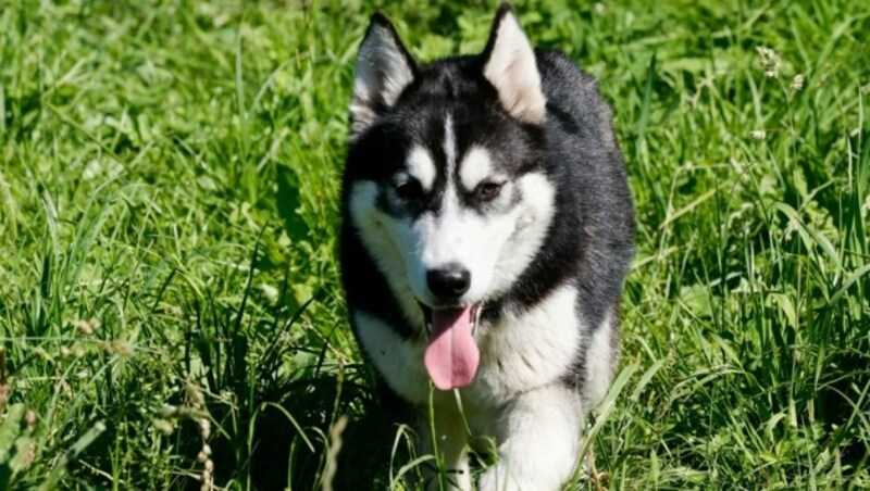 Die Huskies kamen krank und untergewichtig ins Tierheim. Dort kümmert sich nun Ursula Lochmann um sie. (Bild: Tschepp Markus)