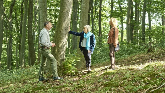 Bereits zu Lebzeiten kann ein Baum im Klosterwald für die Bestattung ausgesucht werden. (Bild: Diözese St. Pölten)