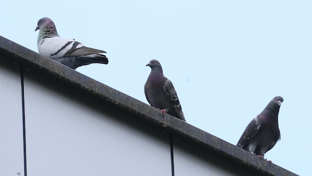 Lieber den Spatz in der Hand als die Taube auf dem Dach? Weder noch! (Bild: Birbaumer Christof)