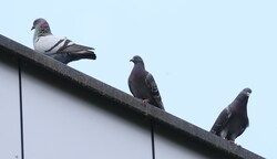 Lieber den Spatz in der Hand als die Taube auf dem Dach? Weder noch! (Bild: Birbaumer Christof)