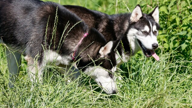 Die beiden Huskies Baron (7) und Lepka (1) wurden vom Tierheim gerettet . (Bild: Tschepp Markus)