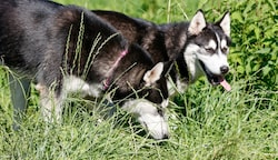 Die beiden Huskies Baron (7) und Lepka (1) wurden vom Tierheim gerettet . (Bild: Tschepp Markus)