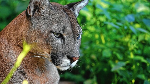 Puma "Pele" gefällt es in der Tierwelt Herberstein (Bild: Tierwelt Herberstein)