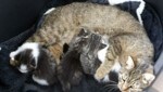 Im Tierheim Parndorf warten derzeit mehr als 40 kleine Katzen auf neue Familien. (Bild: Zwefo)