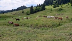 In Kärnten werden heute gut 370.000 Nutztiere gehalten. (Bild: Manuel Schwaiger)