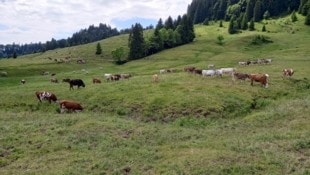 In Kärnten werden heute gut 370.000 Nutztiere gehalten. (Bild: Manuel Schwaiger)