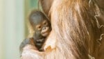 Große Freude über den frischen Orang-Utan-Nachwuchs im Tiergarten Schönbrunn. (Bild: Daniel Zupanc)
