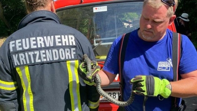 Con equipo de protección en la piscina del río: esta serpiente de hierba ahora había causado una sudorosa operación en Kritzendorf, distrito de Tulln.  (Imagen: FF Kritzendorf)