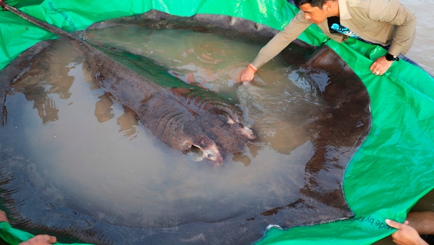 Ein Fischer hat im Mekong in Kambodscha den größten jemals registrierten Süßwasserfisch der Welt gefangen. (Bild: AP)