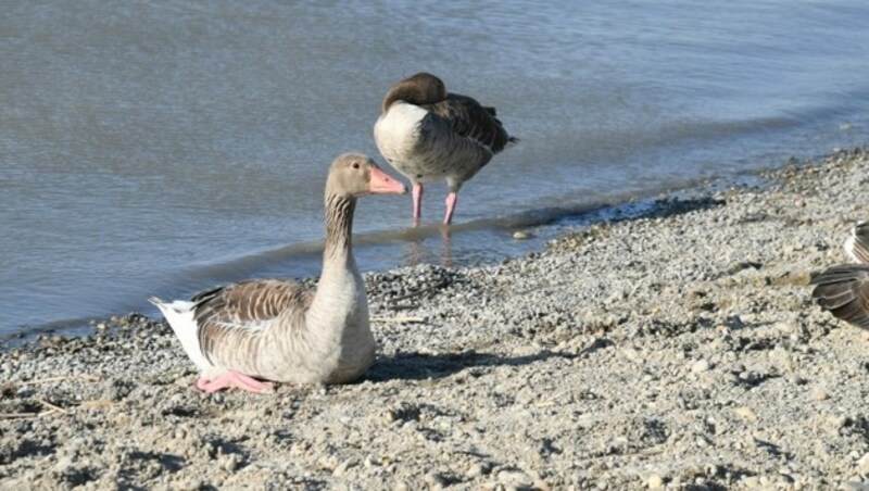 Wasservögel sind in der Regel immun gegen das Vogelgrippe-Virus, können aber latent infiziert sein und die Krankheit auf andere Tiere übertragen. (Bild: P. Huber)