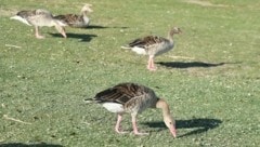 Graugänse waren unweit des Haager Tierparks an der Vogelgrippe verendet. Nun gibt es auch den ersten Fall im Zoo selbst. (Bild: P. Huber)