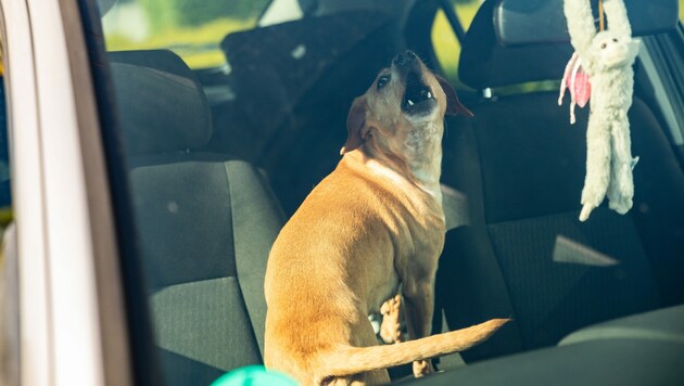 Für Hunde ist es furchtbar, bei solcher Hitze im Auto gefangen zu sein (Symbolbild) (Bild: adobestock.de/XCITEPRESS RICO LOEB)