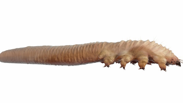 Demodex folliculorum (Bild: kalcutta/stock.adobe.com)