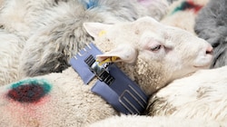 Mit speziellen Halsbändern sollen Schafe vor Wolfsattacken geschützt werden. (Bild: azett kommunikation)