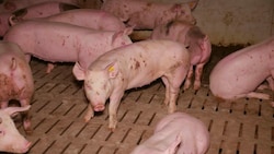 Die Haltung von Schweinen auf Vollspaltenböden ist zwar weiterhin erlaubt - doch das endgültige Aus könnte nun früher kommen. (Bild: VGT)