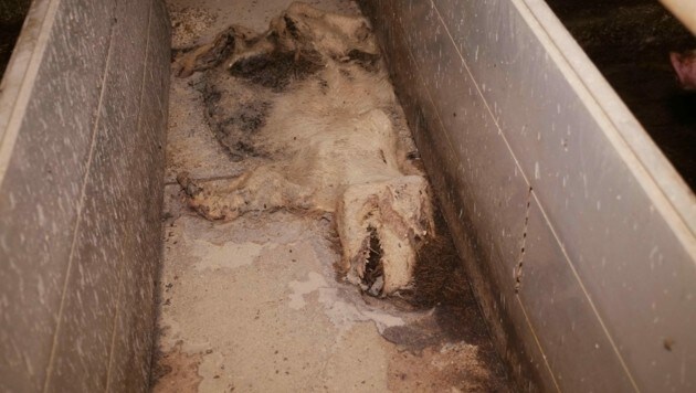 En la finca se encontraron animales muertos con diversos grados de descomposición.  (Imagen: VGT)
