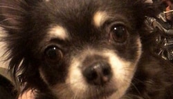 Die zwölfjährige Chihuahua- Hündin „Fena“ wurde von einem Pitbull buchstäblich zerbissen. (Bild: Privat)