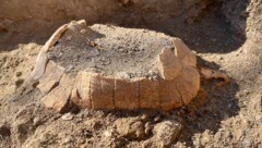 Bei Ausgrabungen in Pompeji entdeckte ein Forschungsteam eine gut erhaltene Schildkröte. (Bild: AP)