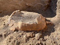 Bei Ausgrabungen in Pompeji entdeckte ein Forschungsteam eine gut erhaltene Schildkröte. (Bild: AP)