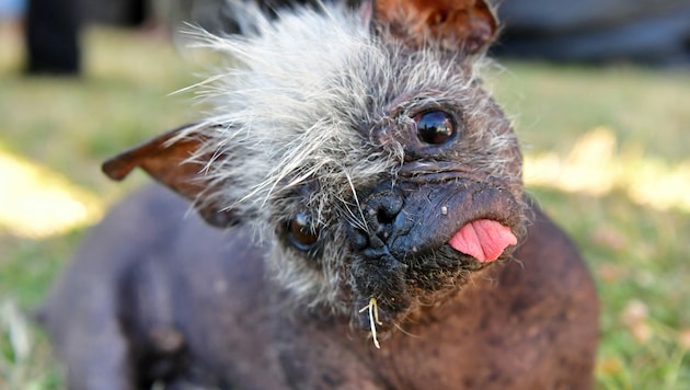 „Mr. Happy Face“ wurde zum hässlichsten Hund der Welt gekürt. (Bild: AFP)