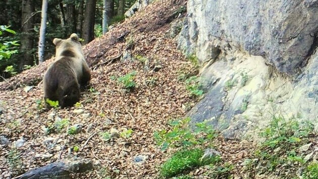 Der Bär wurde am 14. Juni von einer Wildkamera aufgenommen. (Bild: Alexander Rohm)