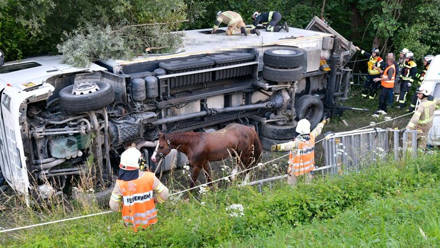 Die Pferde wurden von der Feuerwehr befreit. (Bild: zoom.tirol)