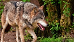 Der Wolf am Wattenberg hat vorerst nichts zu befürchten (Bild: ZVG)