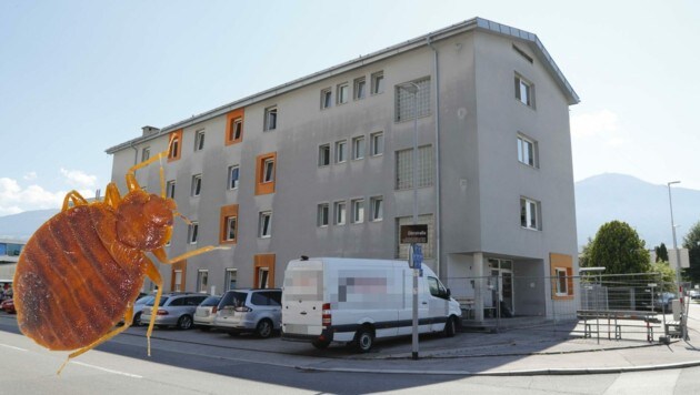 In der Notschlafstelle im Innsbrucker Schusterbergweg ziehen auch Bettwanzen ein. Die TSD GmbH kennt das Problem. (Bild: Christof Birbaumer, Krone)