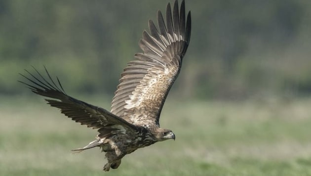 Nur um den Seeadler muss man sich zwischen Enns und Leitha keine Sorgen machen. (Bild: Nationalpark Donau-Auen/Kovacs)