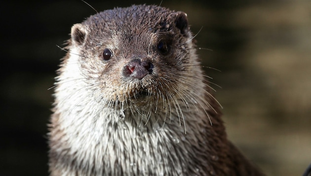 Vor allem die „Entnahmen“ von Otter und Biber lassen die Artenschützer schäumen.   (Bild: Tröster Andreas)