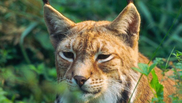 Beim Luchs fehlt weiters auch noch ein Managementplan.  (Bild: H.Glader/4nature)