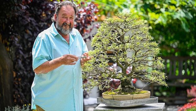 Gerhard Gruber (67) aus Puchenau mit seinem Sieger-Bonsai. Nach der Siegerehrung wurde der Baum wieder geschnitten. (Bild: Alexander Schwarzl)
